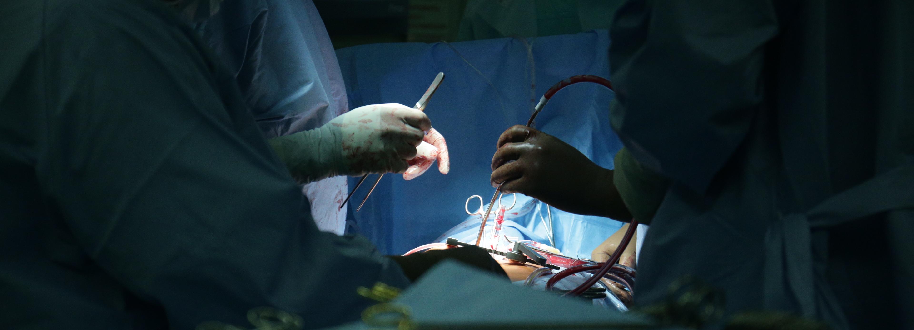 Новосибирские учёные впервые вставили выращенные клетки в сердце свиньи