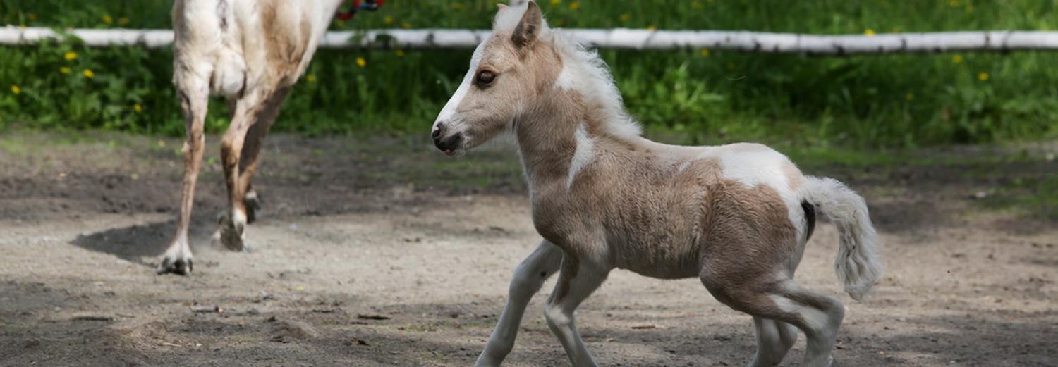 Малышка пони, мини-хрюшки и шесть оленят родились на городской ферме