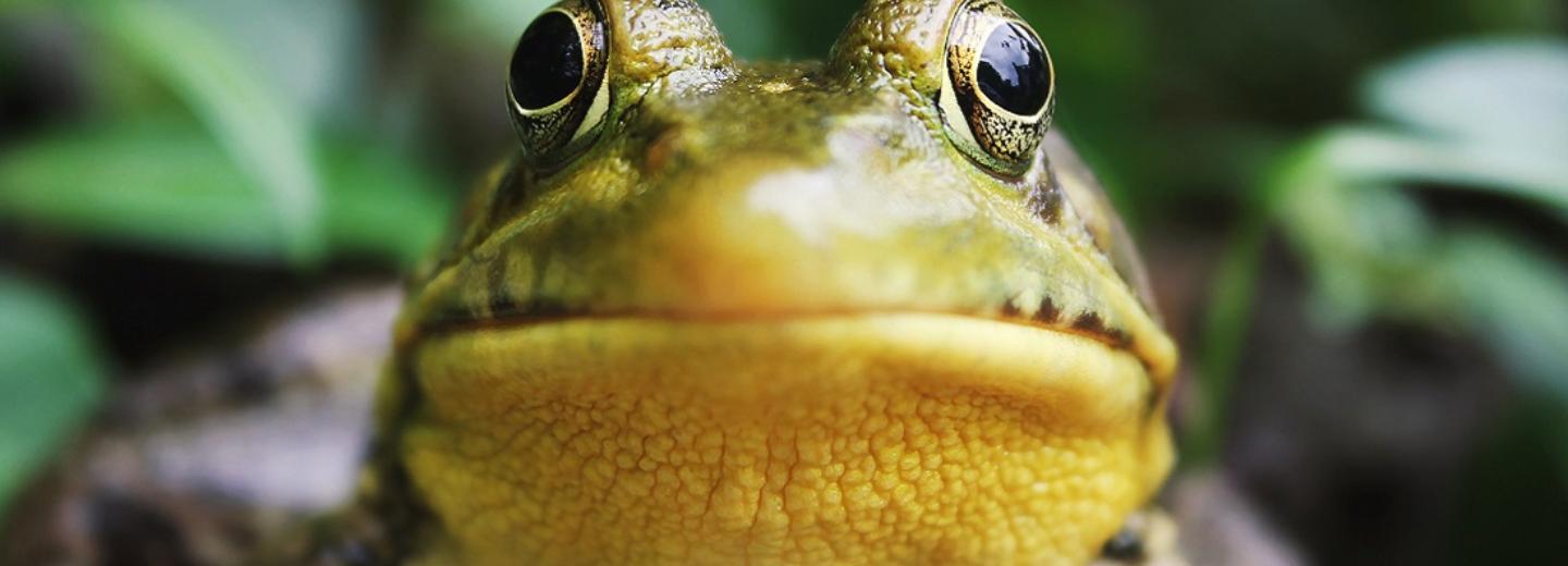 Спирт вырабатывают сибирские лягушки и саламандры, чтобы пережить зиму