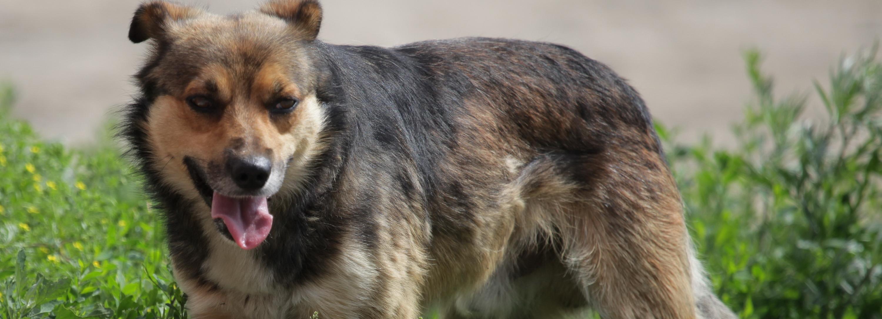 Выстрел снотворным: новый способ отлова собак применяют в Новосибирске