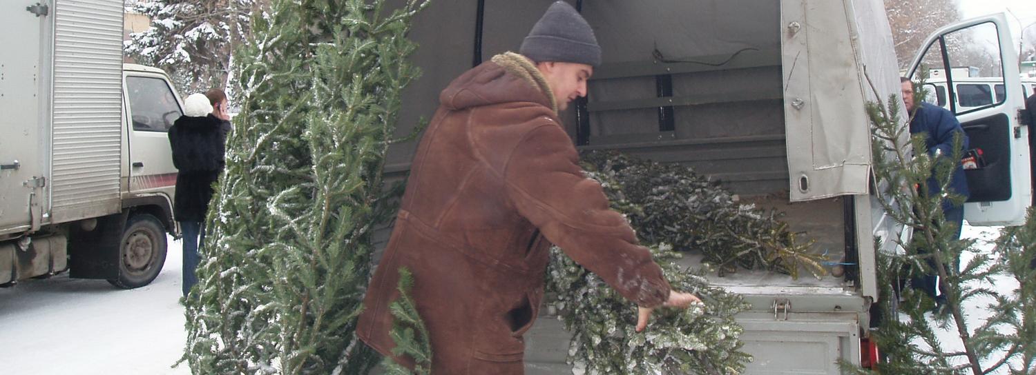 Ёлочные базары открыли в Новосибирске: сколько стоят деревья