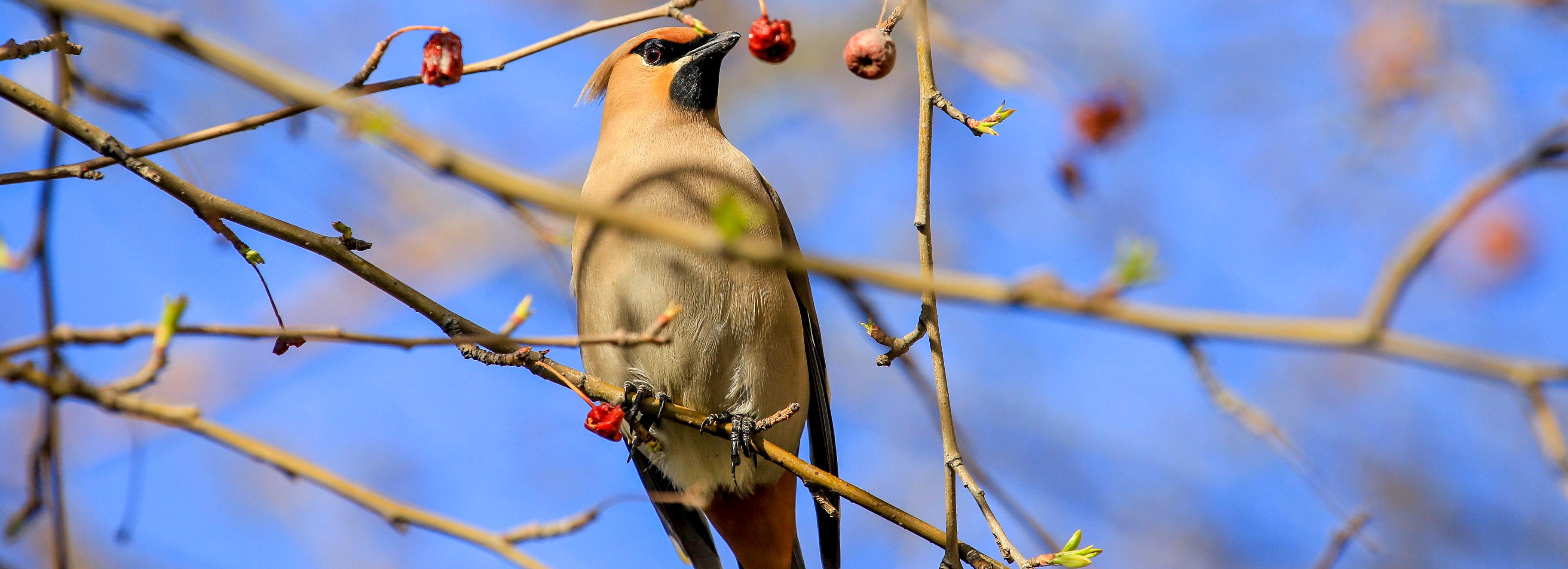 Потепление до +13 подступает к Новосибирску с запада