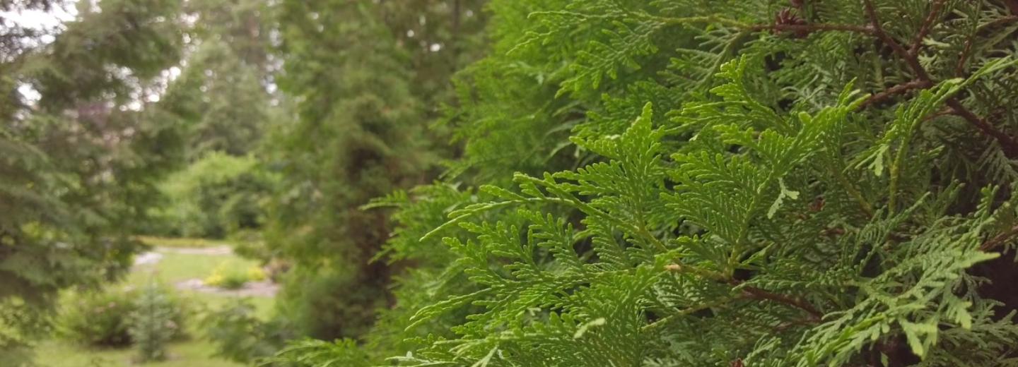 Сад декоративных форм с разноцветным барбарисом открыли в Академгородке