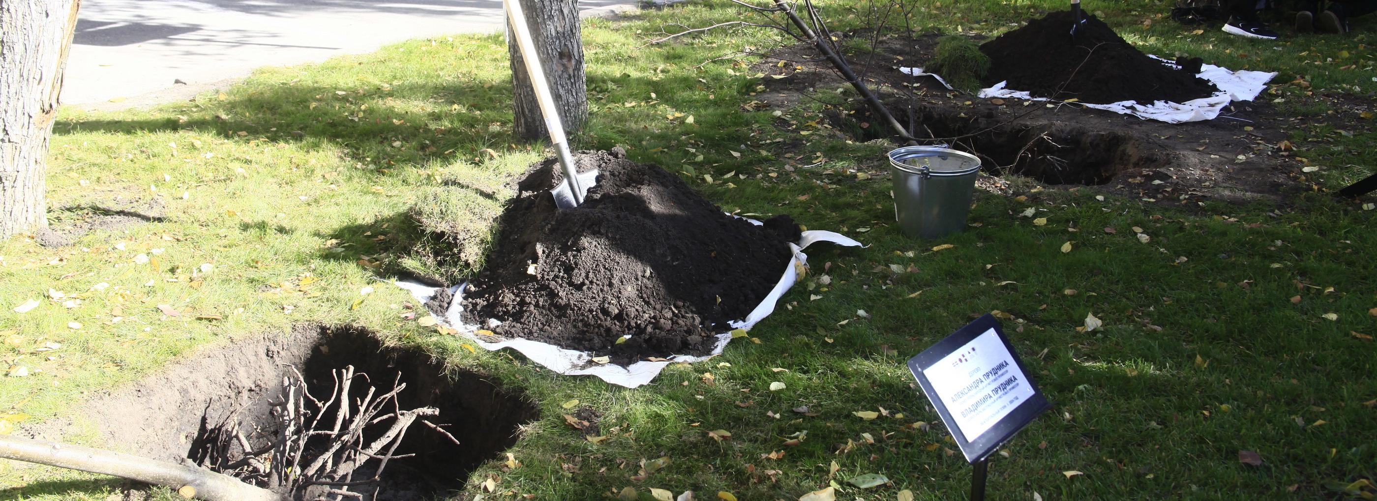 Новые липы появились на зелёной аллее звёзд НОВАТа в День музыки