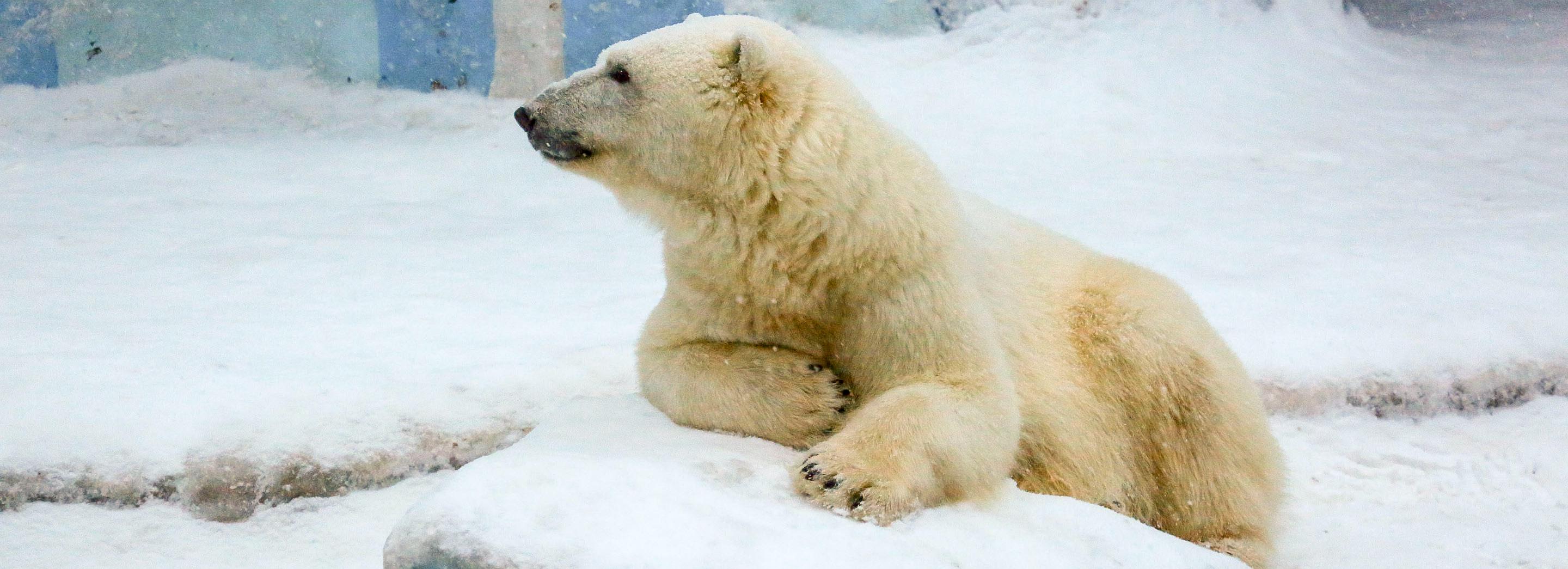 Комплексы «Кошкин дом» и «Северный полюс» построят в зоопарке