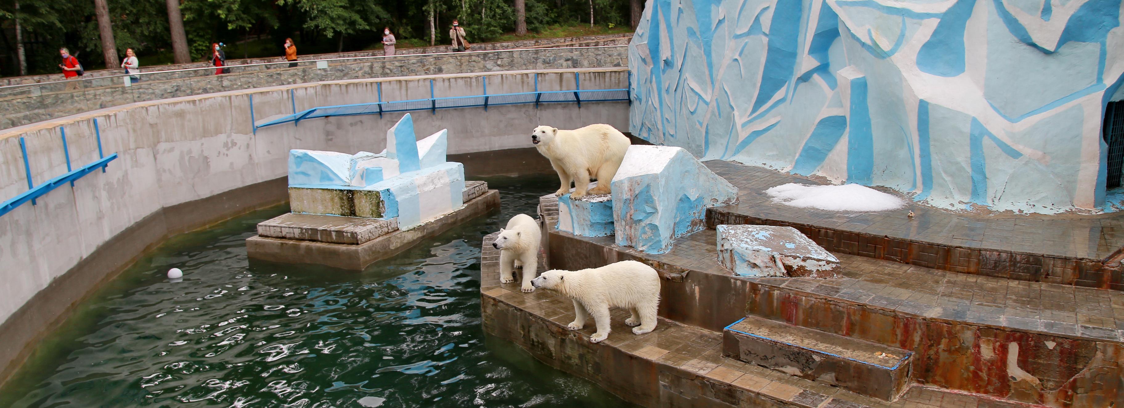 У вольера белого медведя в зоопарке раздадут подарки экоактивистам