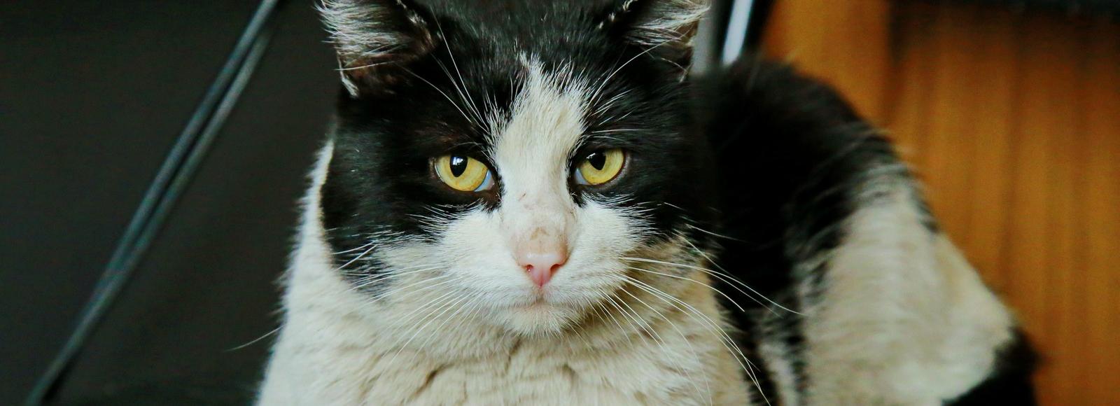 Если вы пропустили: голубиная мама, башни-близнецы и кот Гидрант