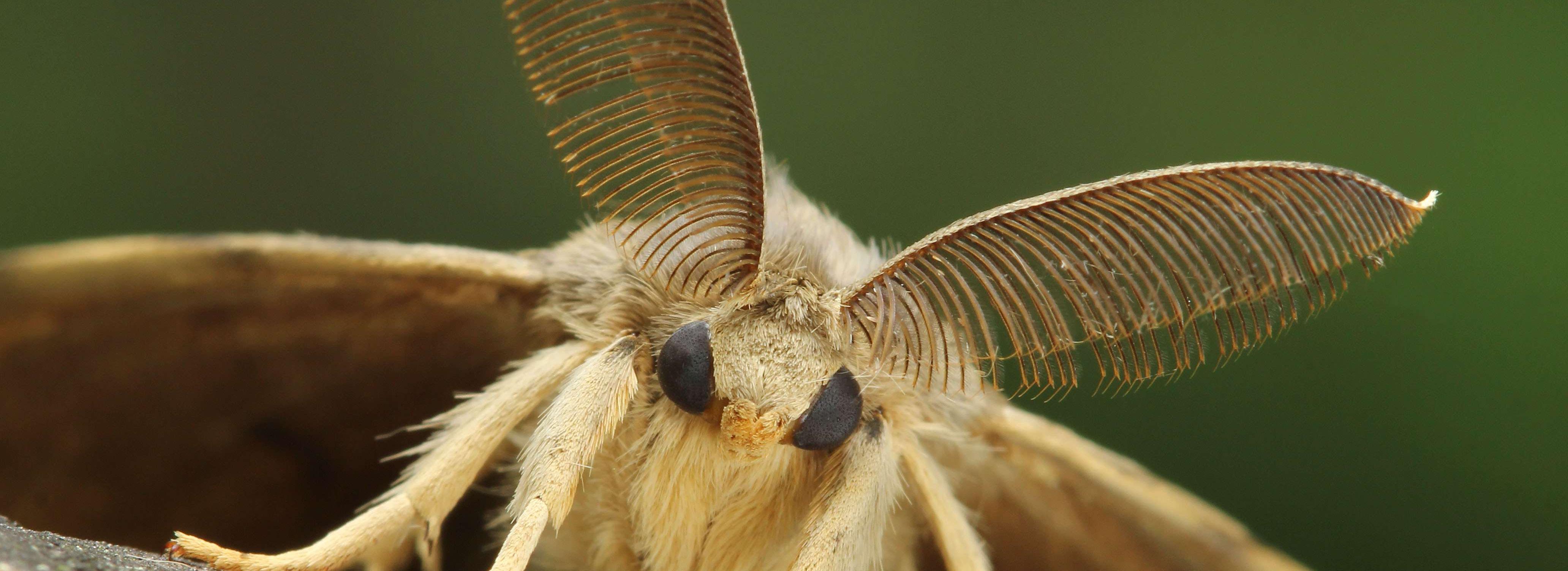 В Новосибирской области объявили охоту на моль и минирующих мух