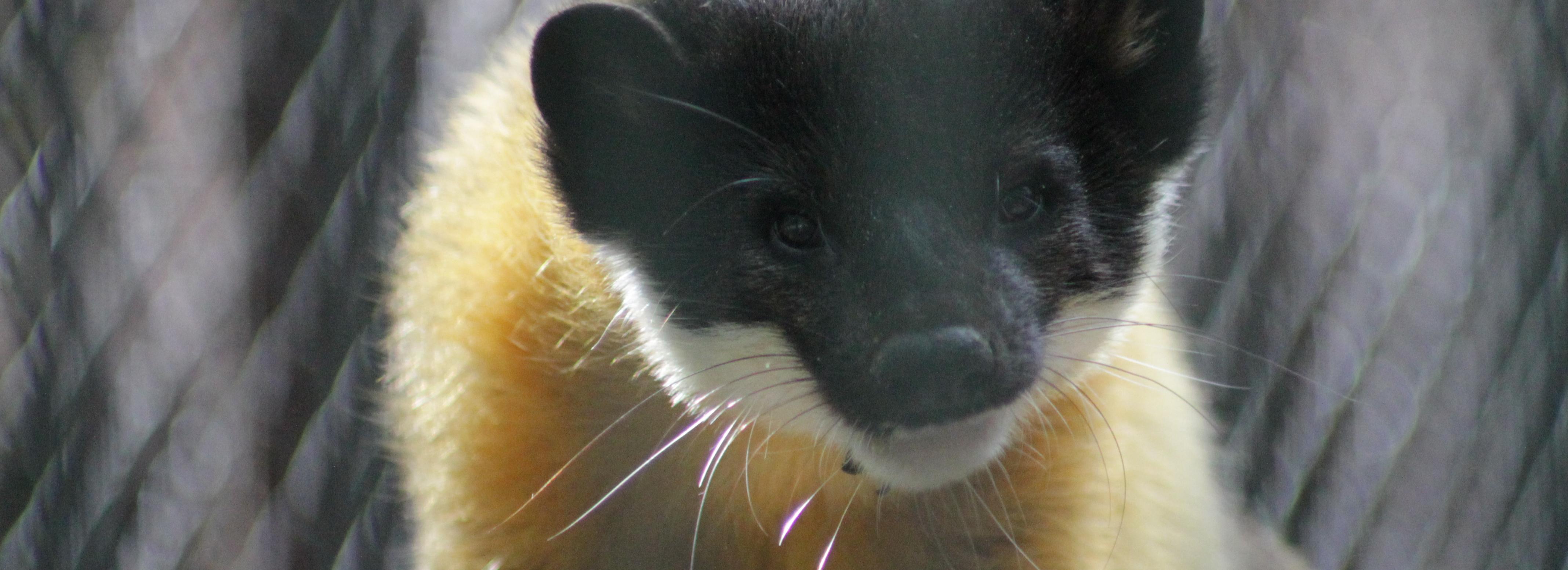 Белобрюхий ёж и уссурийская харза улетели из Новосибирска в Хабаровск
