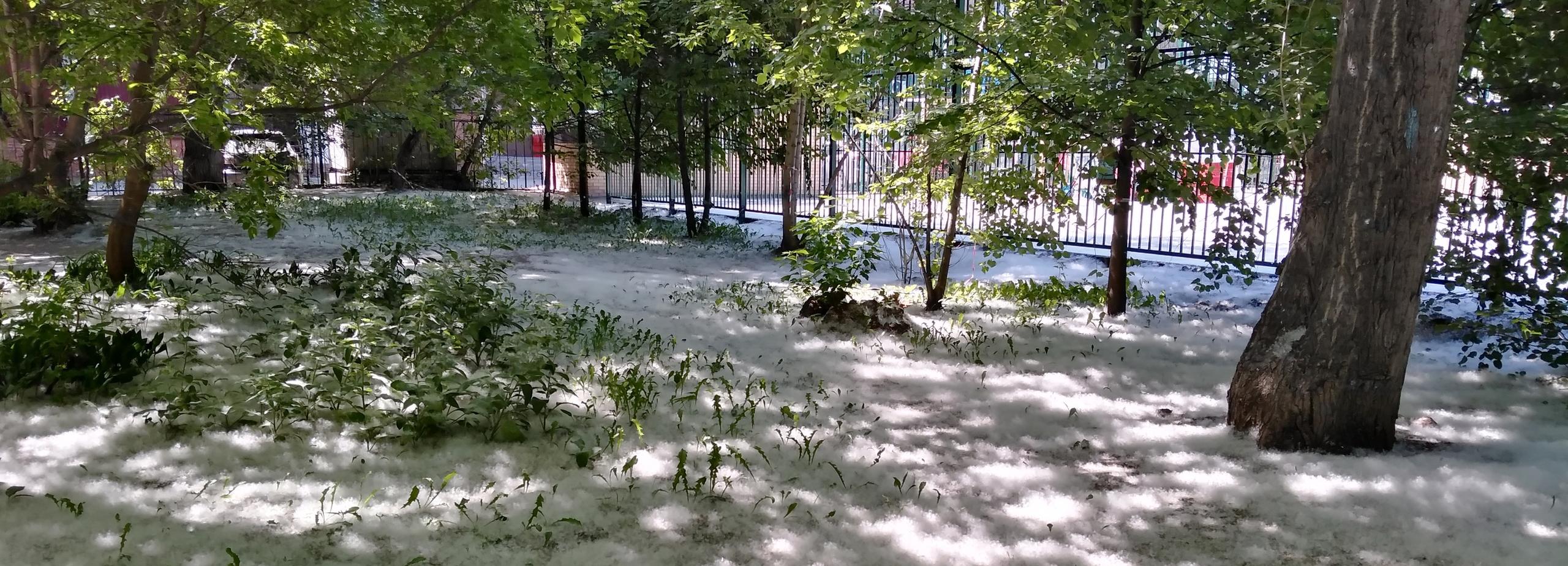 По Новосибирску прокатилась волна поджогов тополиного пуха