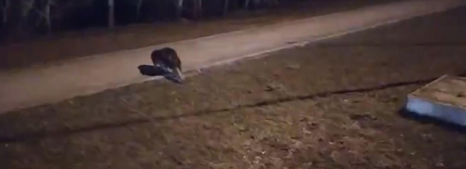 Дикий бобёр преградил дорогу таксисту в Новосибирске