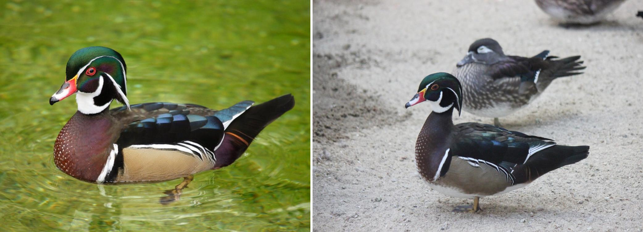 Самые красивые утки в Новосибирском зоопарке вывели 17 птенцов