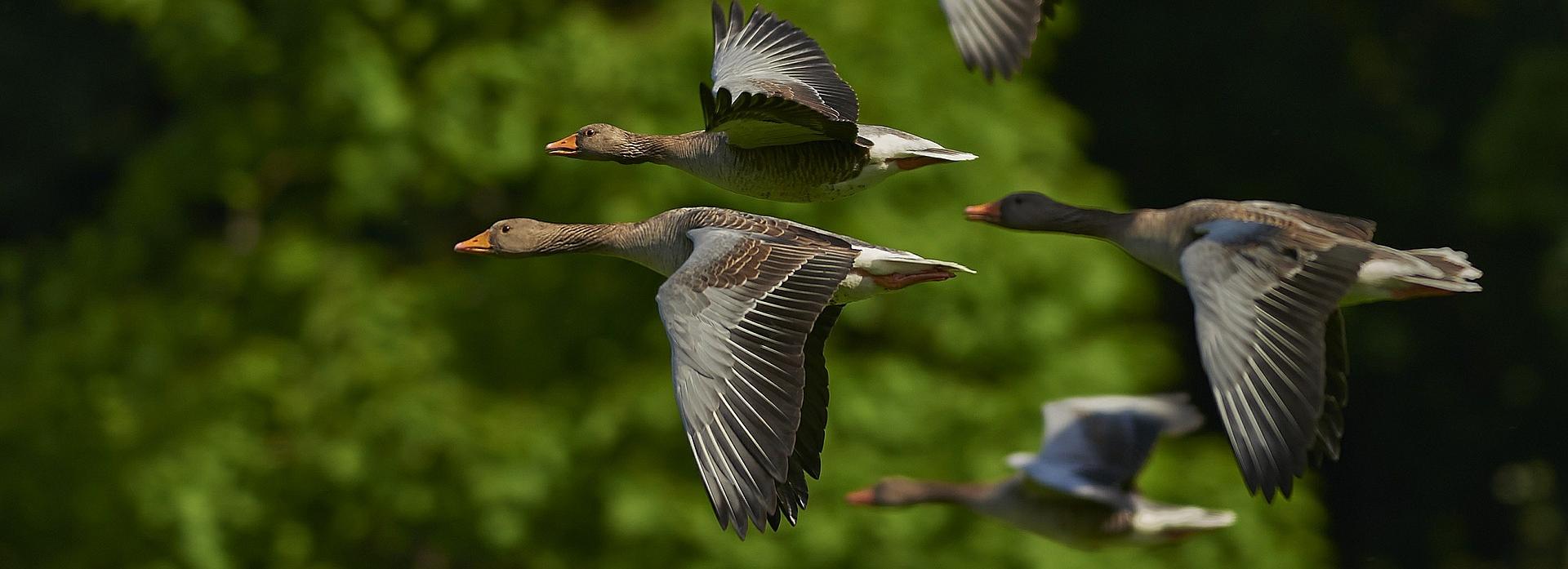 Выгул птиц запретят из-за угрозы гриппа в Новосибирской области