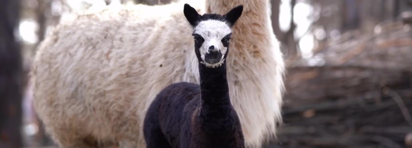 Смешная альпака «с белой масочкой» родилась в Новосибирском зоопарке