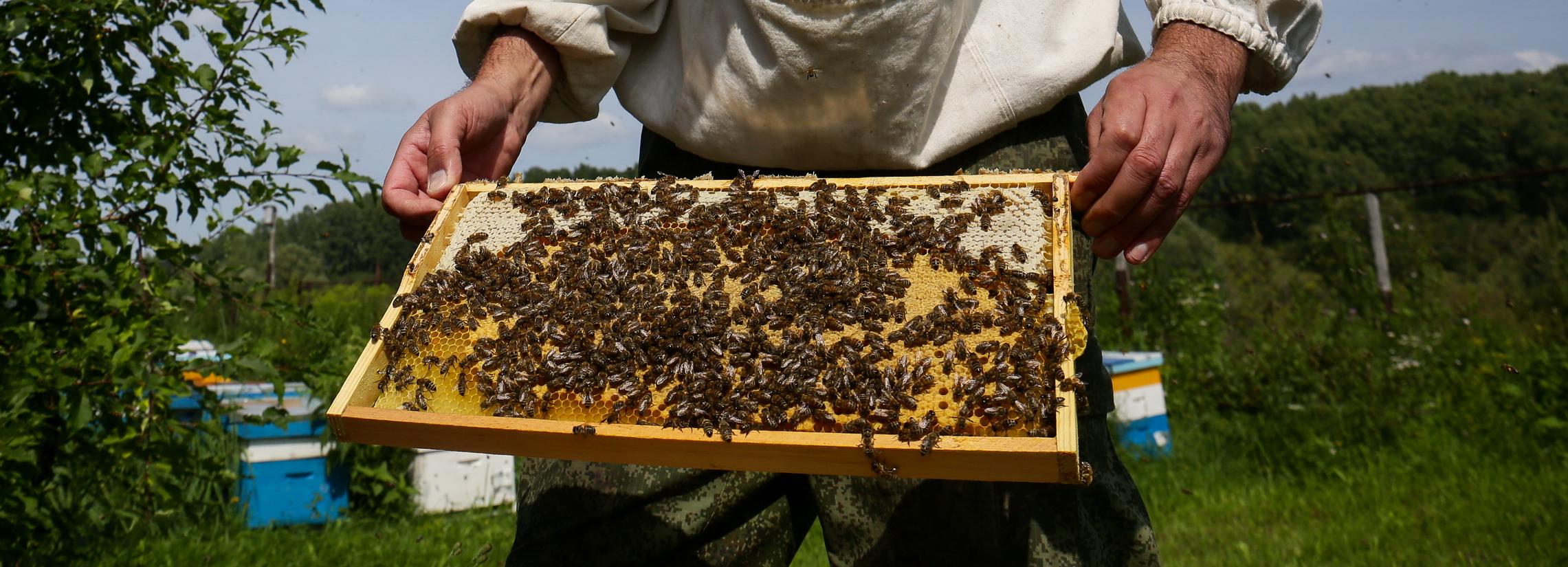 Устройство «ПчелоBYTE» для контроля за ульями разработали в Новосибирске