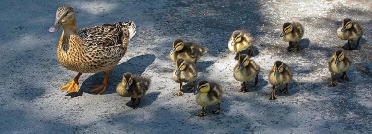 Пернатая милота: сотни птенцов вылупились в новосибирском зоопарке