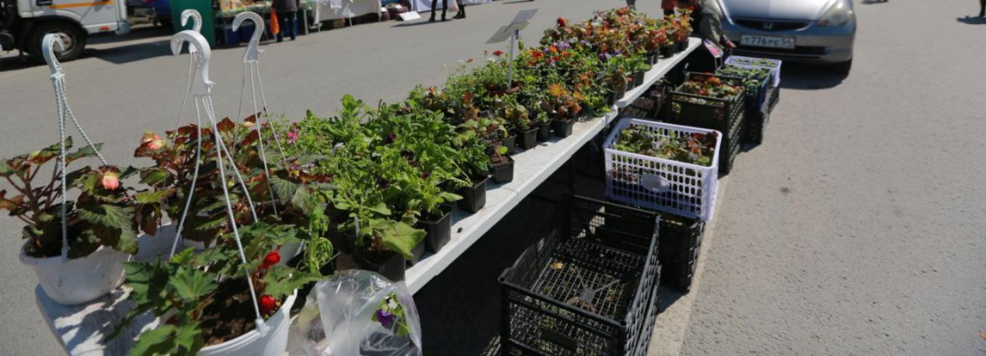 За рассадой по дороге на дачу: сельхозярмарки открылись в Новосибирске