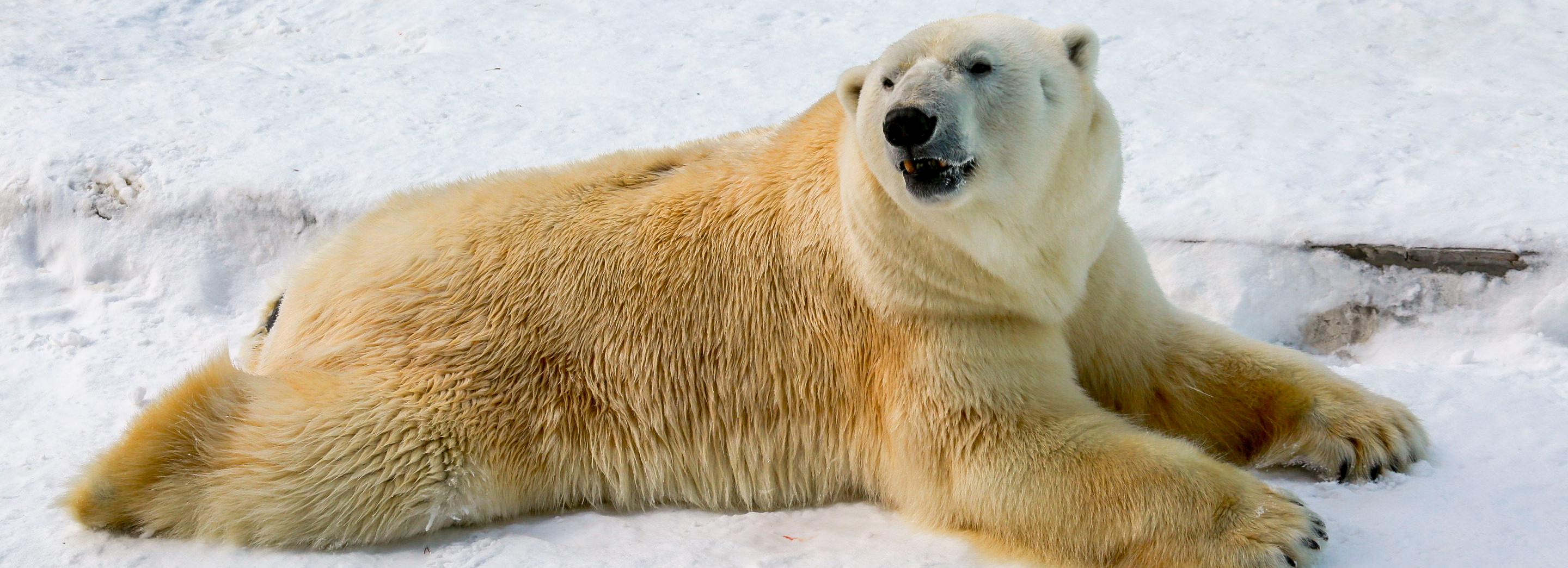 Ледяными тортами, рыбой и тёртой морковью угостили белых мишек в зоопарке