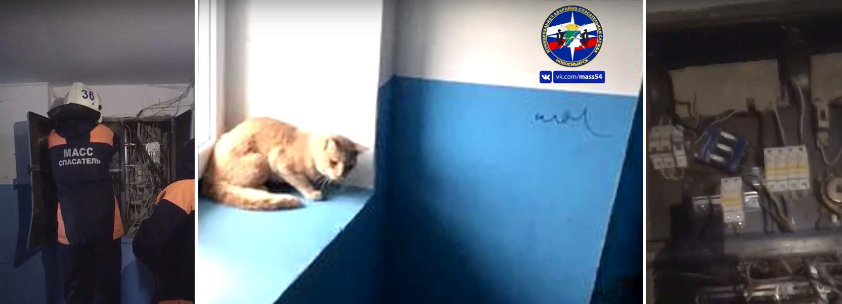 Разъярённую кошку вытащили из электрощитка в Новосибирске