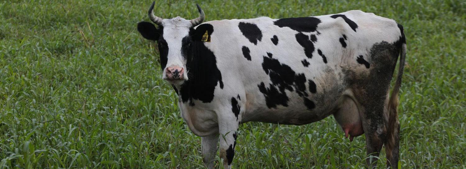 Новосибирских коров массово вывели на летние пастбища