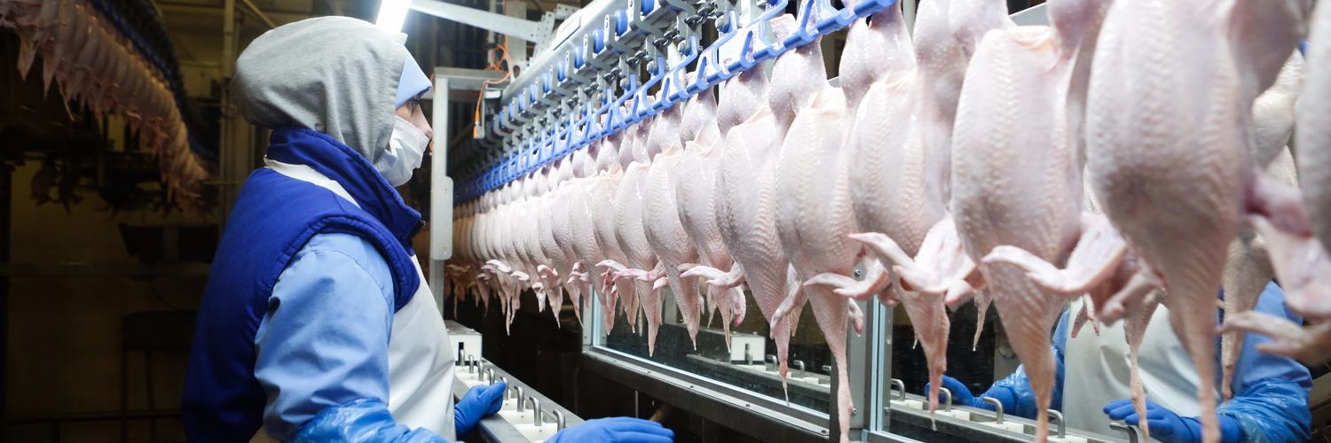 Курица или яйцо: секреты новосибирской птицефабрики