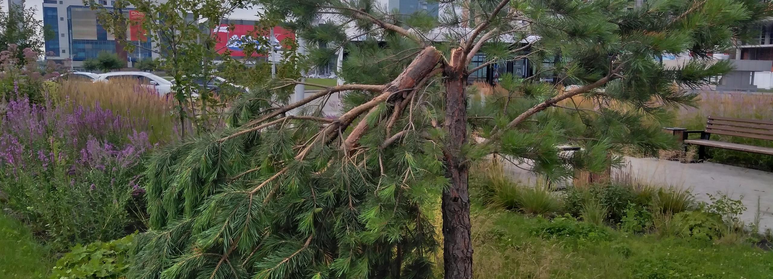 В мэрии оценили последствия вечернего урагана