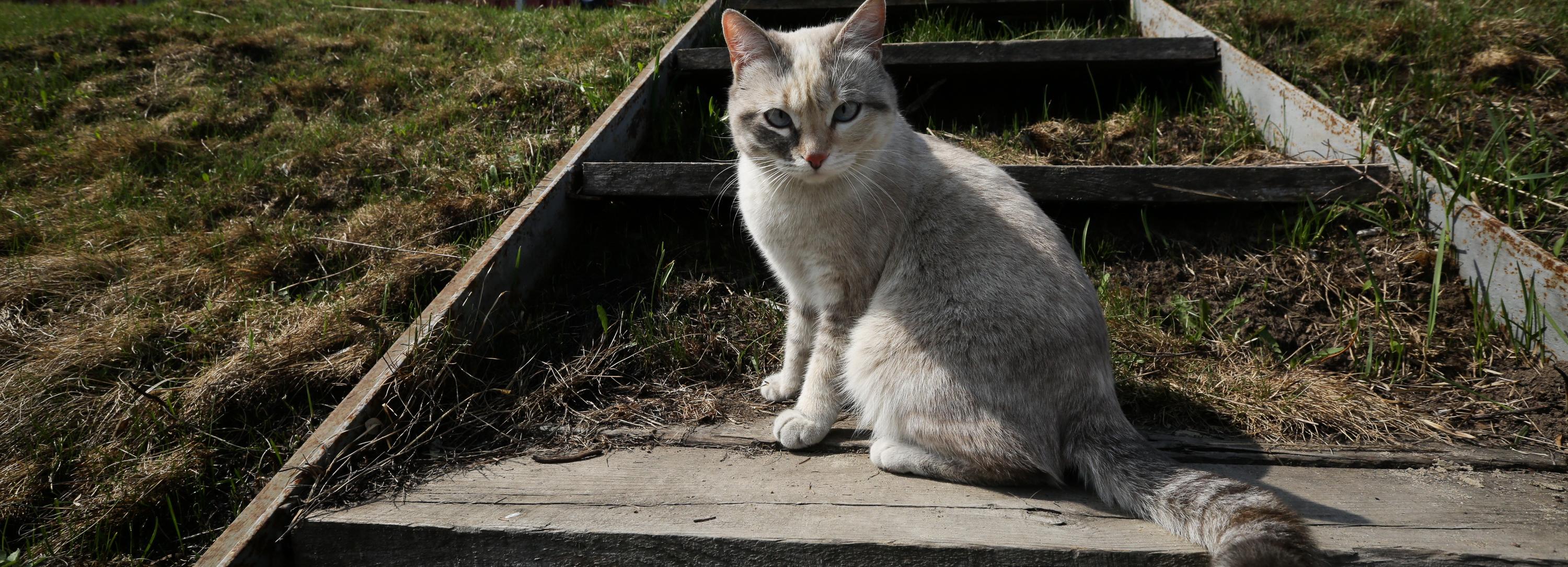 Новосибирцы любят кошек больше, чем собак — результаты опроса