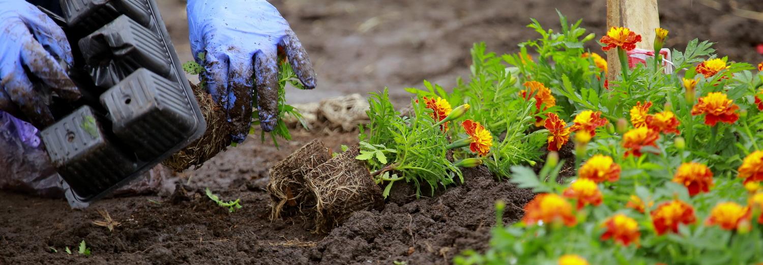 Бегонии, петунии, бархатцы: какие цветы украсят Новосибирск этим летом