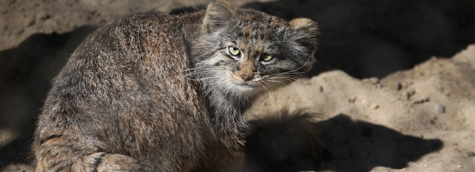 Если вы пропустили: выход к морю, операция «Чистое небо» и милый манул