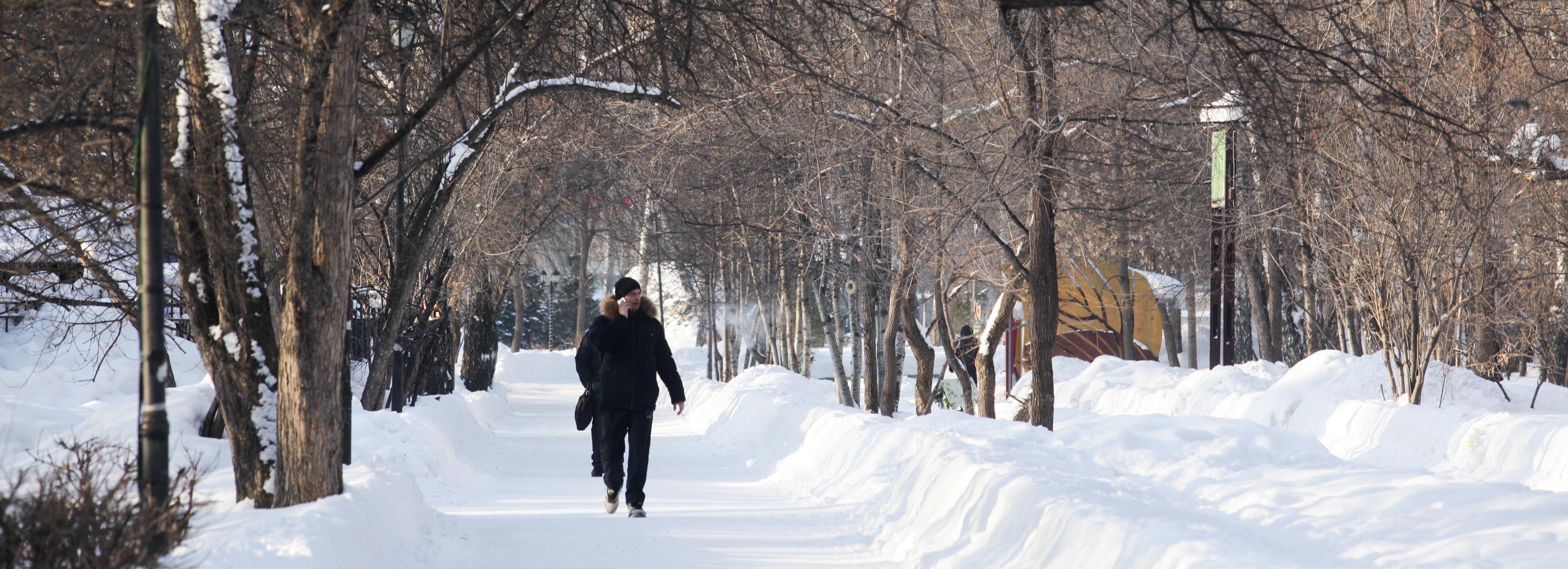 В трёх парках Новосибирска сносят аварийные деревья