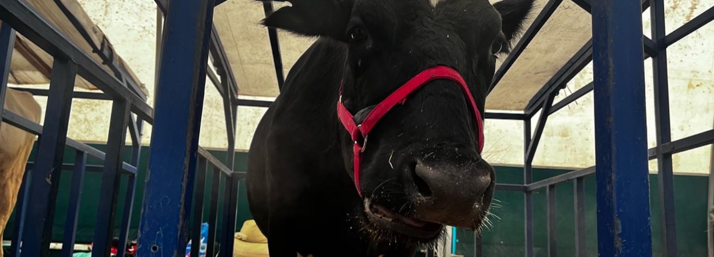 Коров по вымени встречают: чем удивляет агрофорум в Экспоцентре