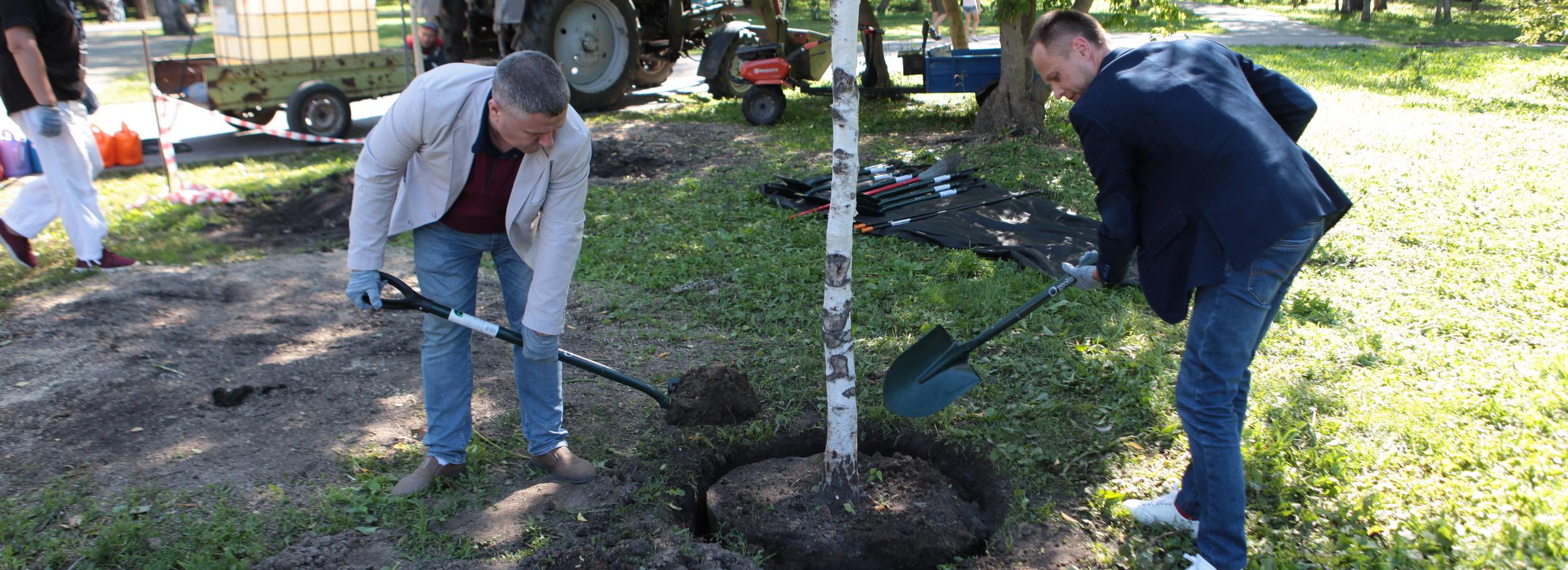 Необычные березы без чёрных пятен высадят в новосибирском парке