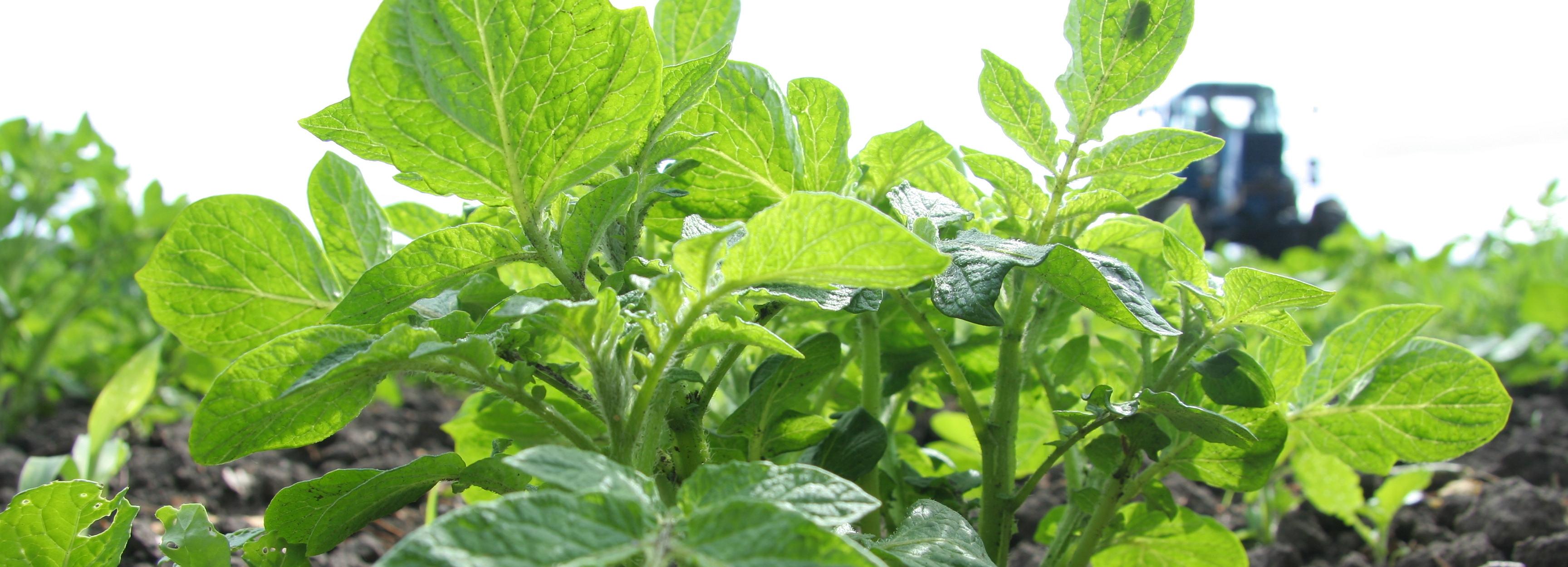 Герои СВО получат земельные участки первыми в Новосибирской области