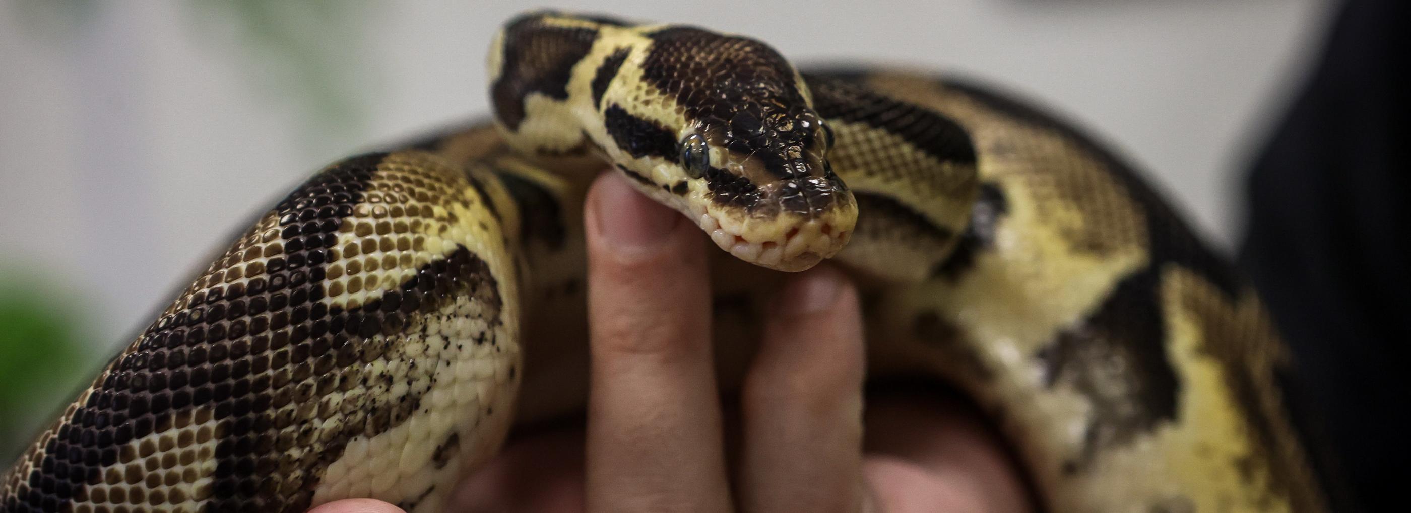 Кофейню со змеями, пауками и жареными сверчками открыли в Новосибирске