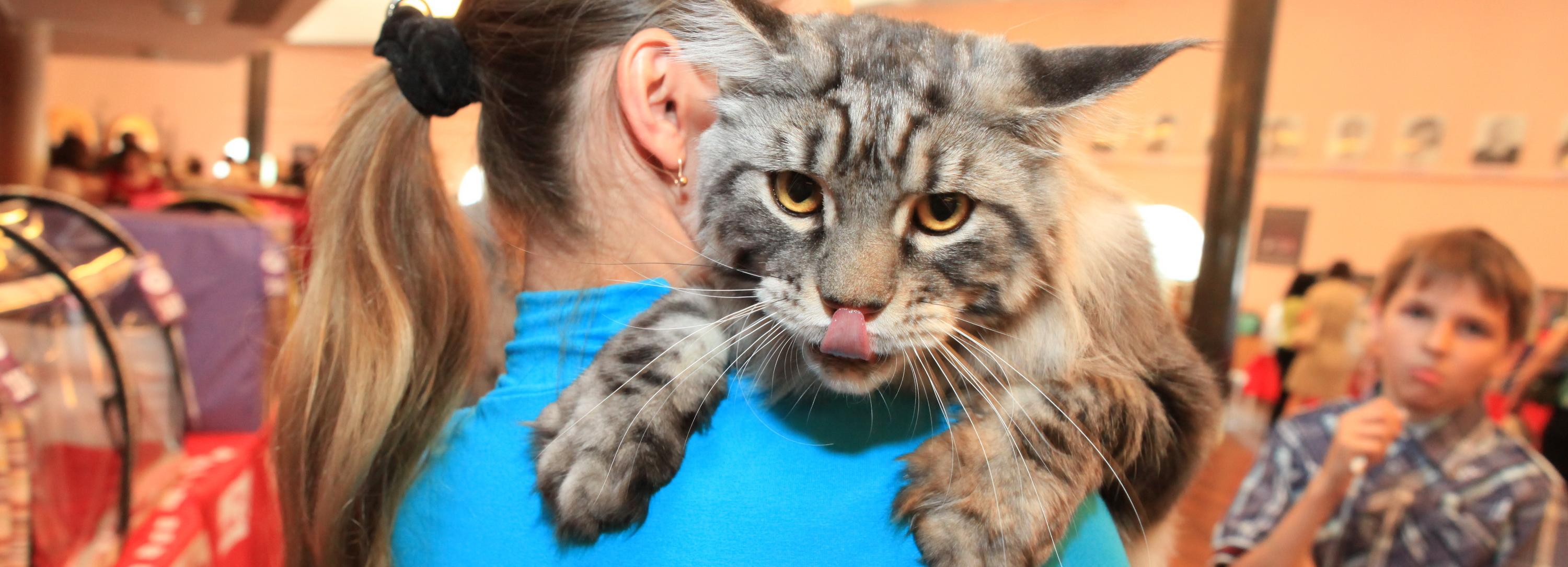 Афиша выходных: выставка кошек, комикс-клуб и лежачий концерт