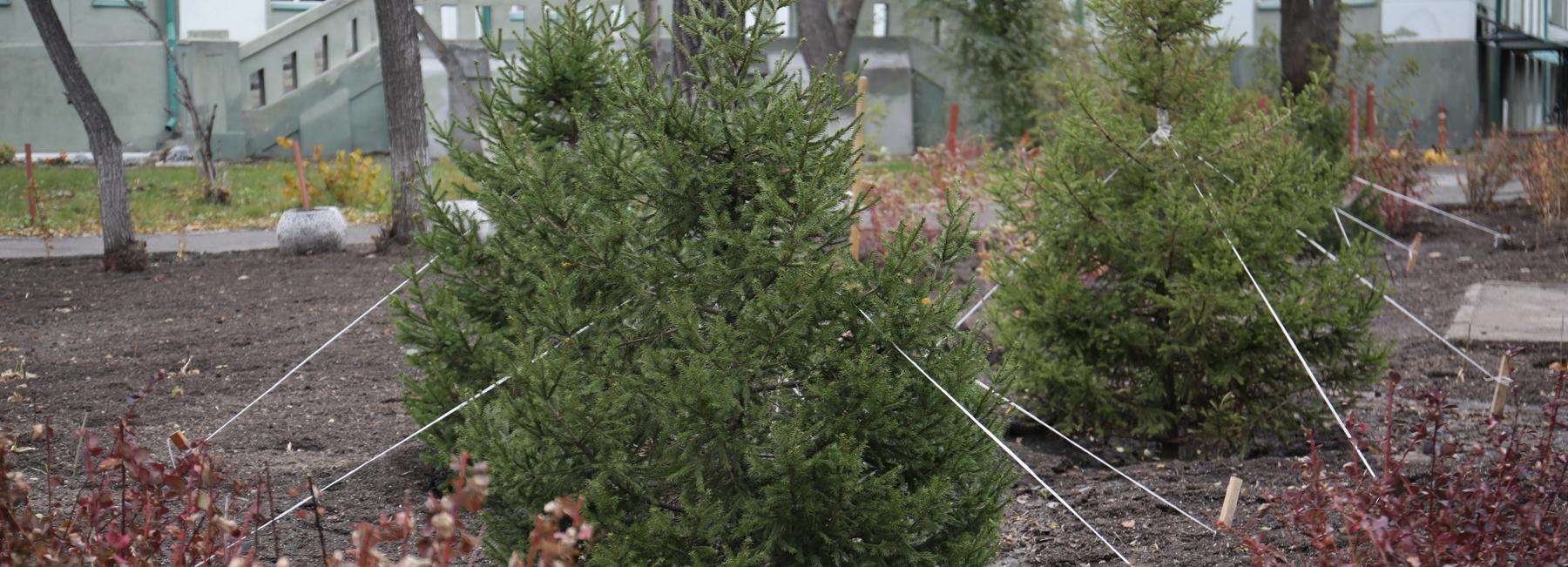 Первомайский сквер избавят от гнёта столетних тополей