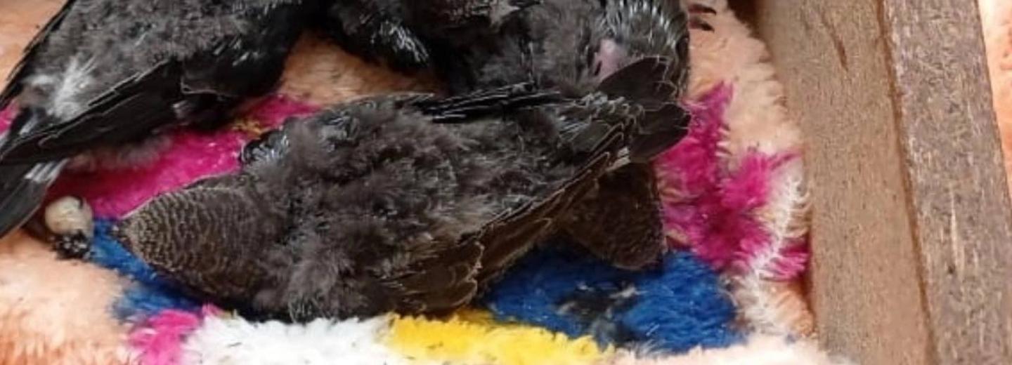 Крошечных стрижат нашли во время ремонта под окнами школы