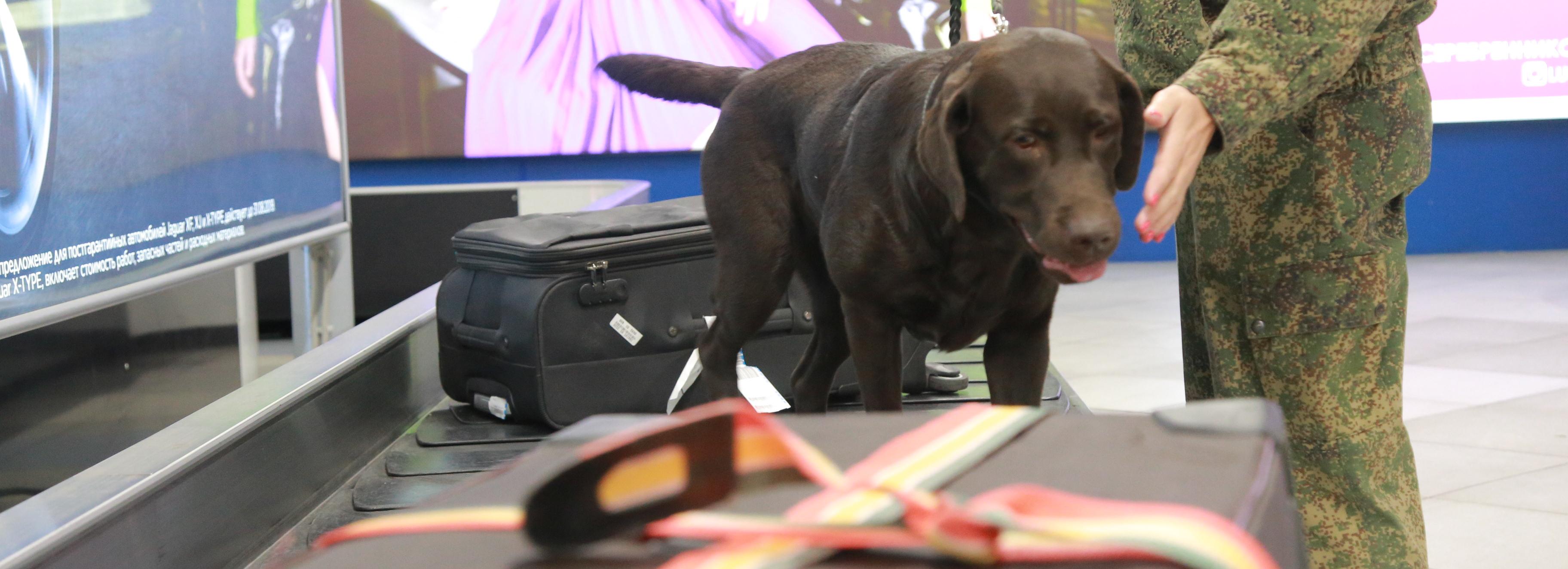 Две телескопические дубинки изъяли у туриста в аэропорту Толмачёво