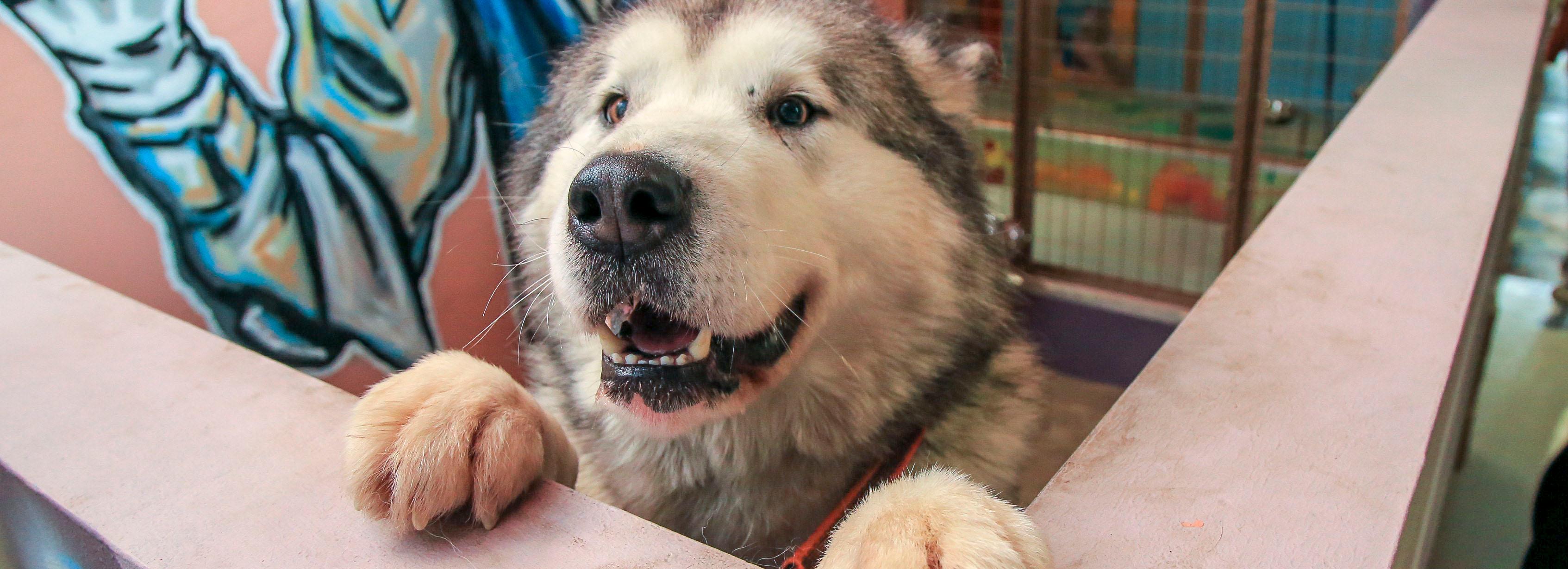 Как помочь собаке пережить фейерверки — лайфхаки от зоопсихолога
