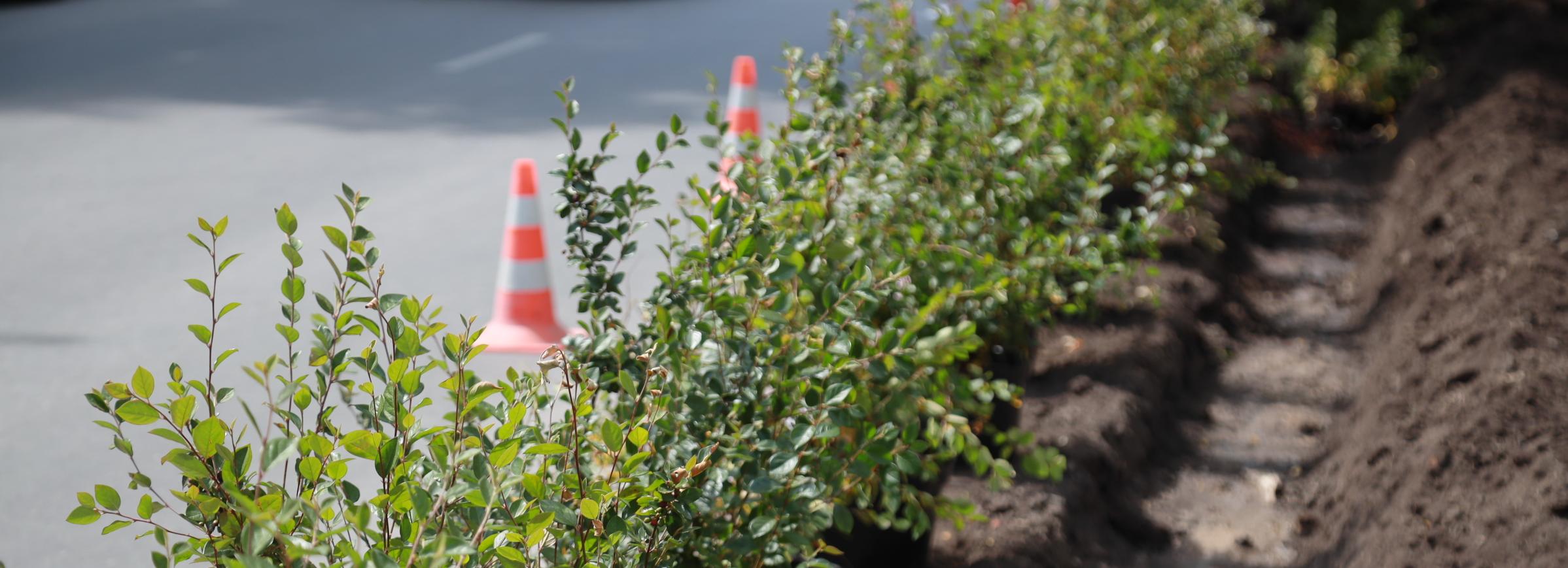 Мэр Кудрявцев: за сезон высадили больше 32 тысяч деревьев и кустарников