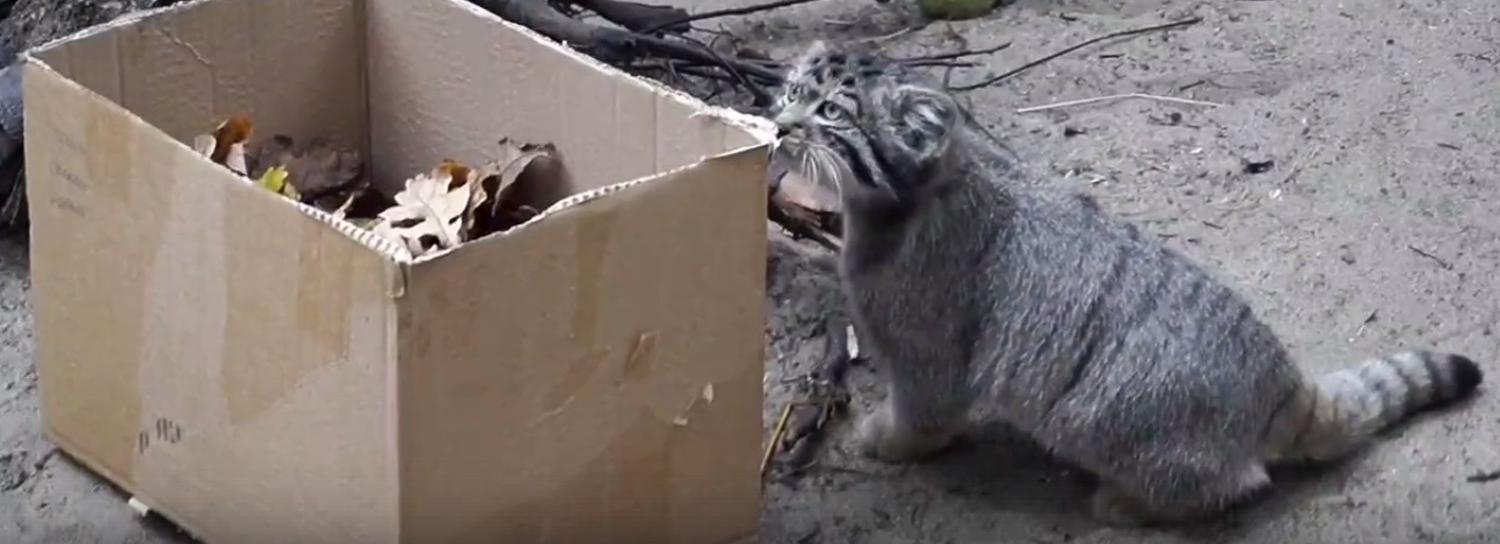 Обед для манулят упаковали в дубовые листья в Новосибирском зоопарке