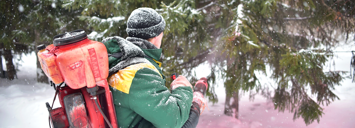 1800 хвойных обработают антивандальной смесью в Новосибирске