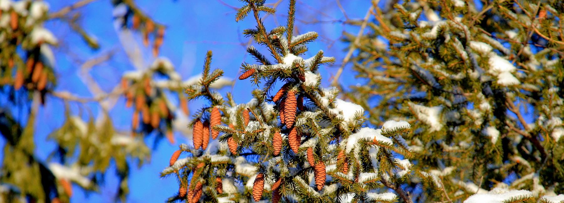 26 патрулей вышли на охрану ёлок в леса под Новосибирском