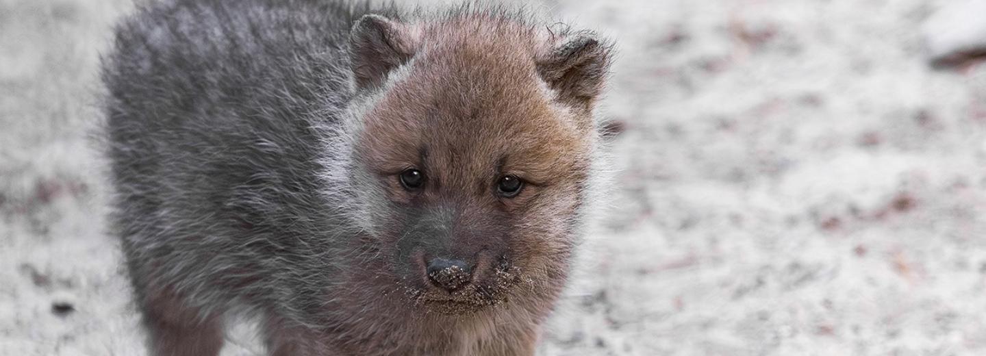 Четыре полярных волчонка начали выходить на прогулки в зоопарке