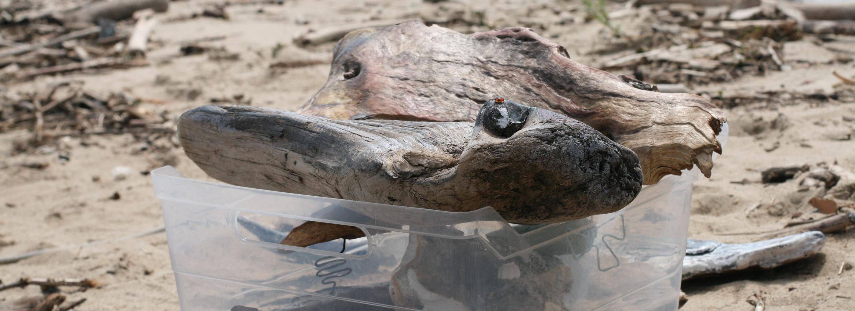 Вдоль берега Обского моря проложат арт-маршрут с фигурами из топляка