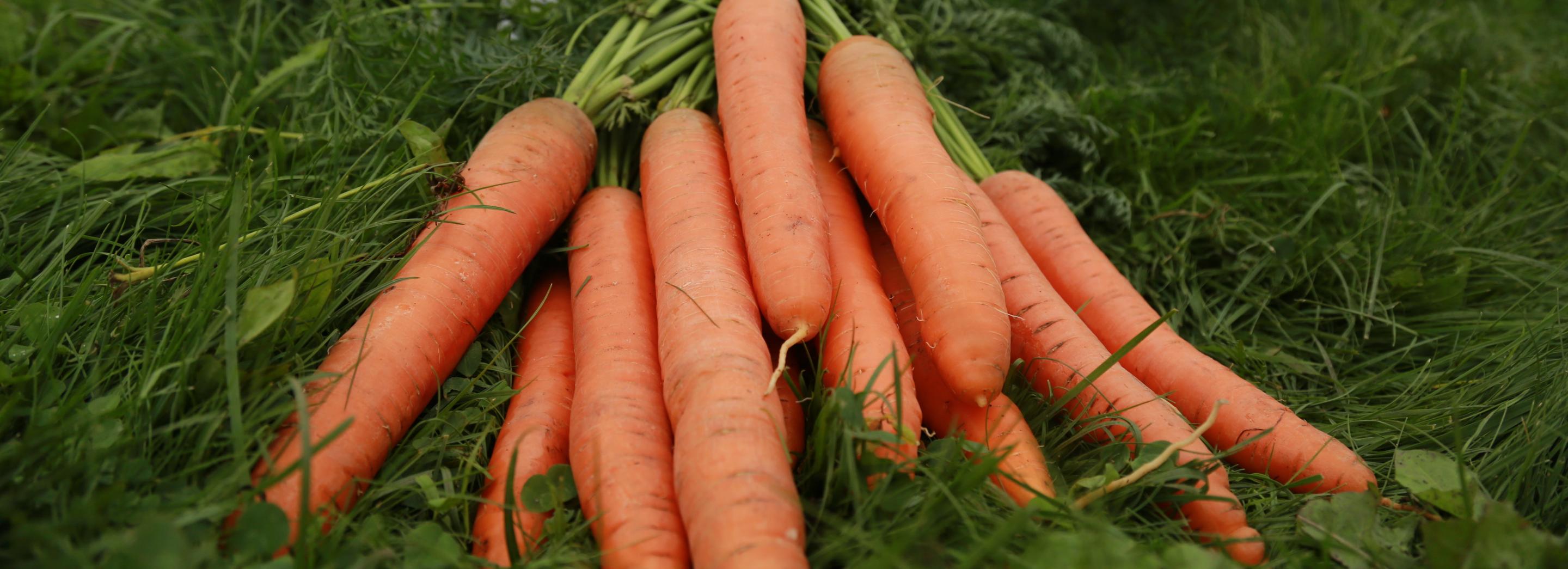 Сибирячки собирают семена овощей и цветов для жителей Донбасса