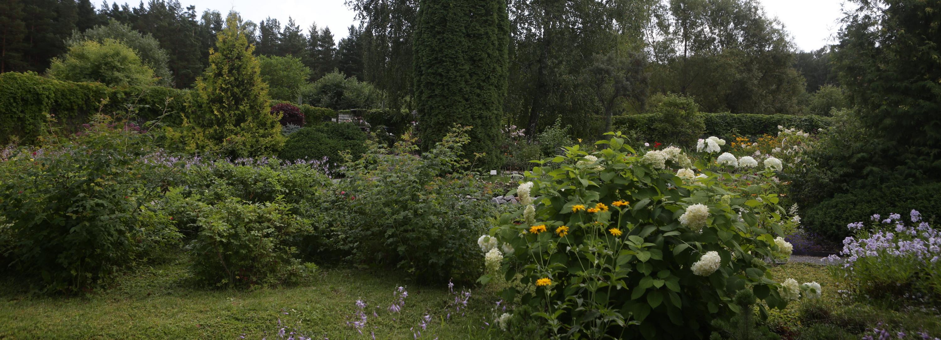 Площадь лесов в Новосибирске выросла на 173 га за десять лет