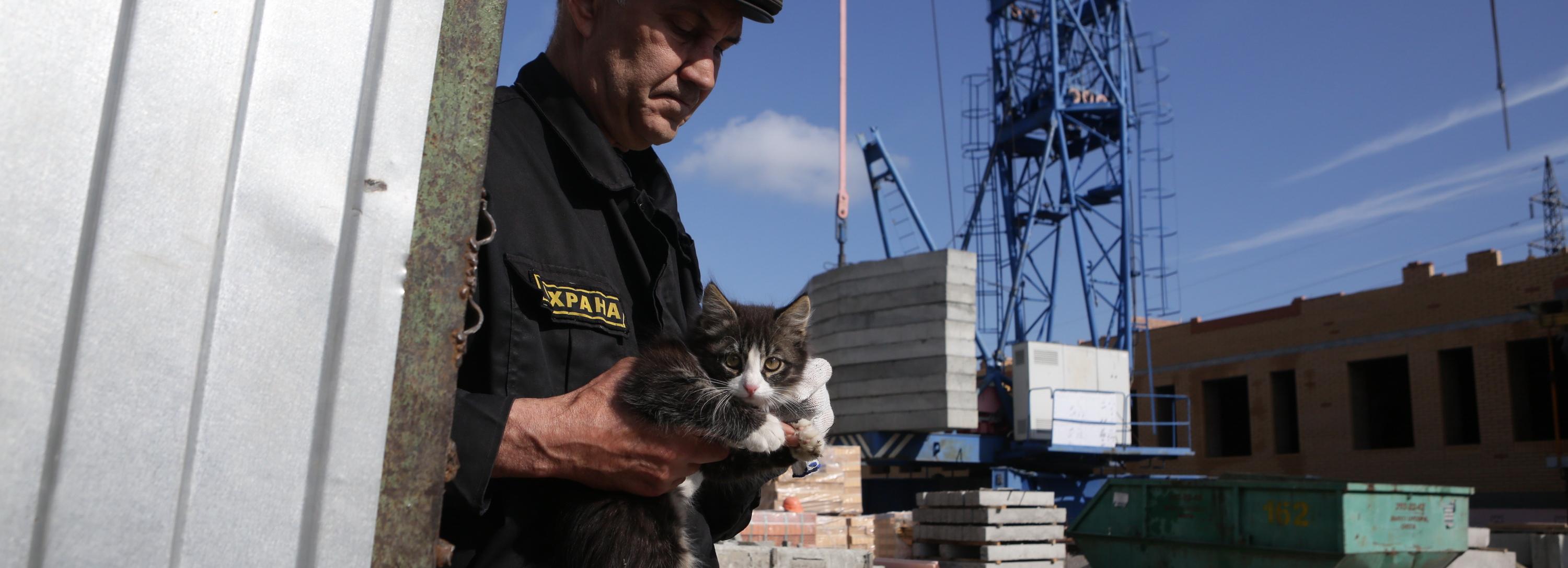 Грустных котов со сложной судьбой привезут на выставку у МЕГИ