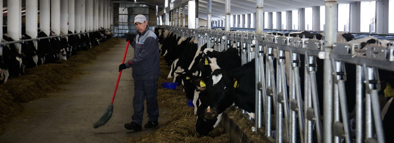 Идеальную морозоустойчивую корову хотят вырастить в Новосибирске