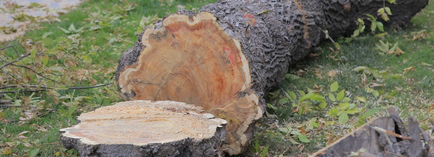 Сто сосен незаконно срубили в районе Нижней Ельцовки